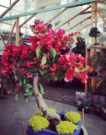 jardinerias-economicas