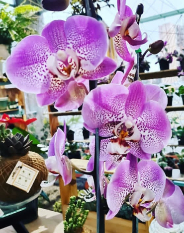 jardineros en cajica