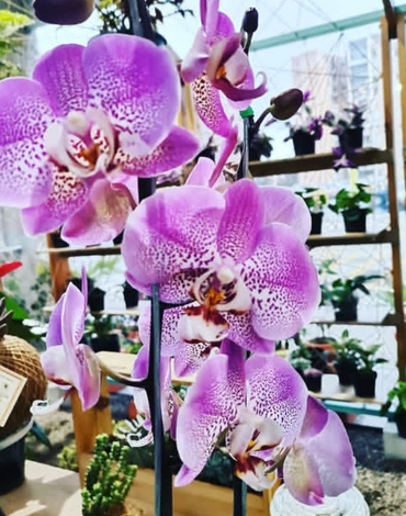 tienda de plantas en chia