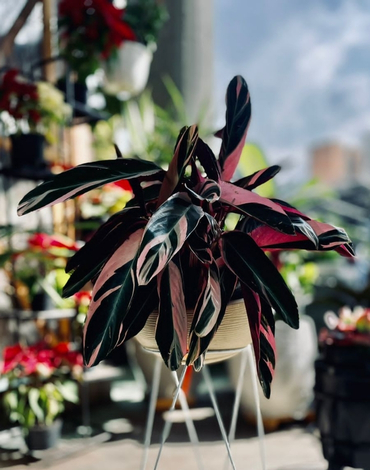 tiendas ecologicas en bogota