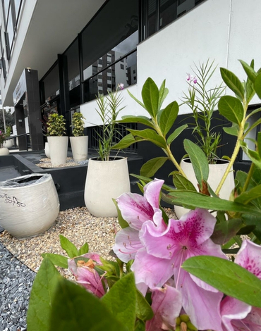 venta de plantas para apartamentos