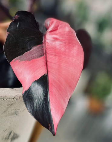 venta de plantas para terrazas